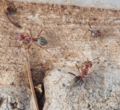 Anoplolepis custodiens