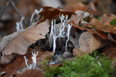 Xylaria hypoxylon