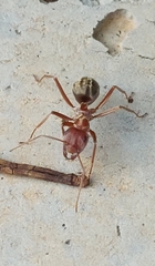 Anoplolepis custodiens