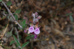 Teucrium divaricatum divaricatum