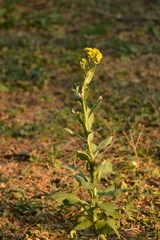 Senecio deferens