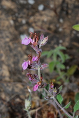 Teucrium divaricatum divaricatum
