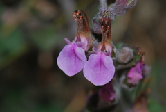 Teucrium divaricatum divaricatum