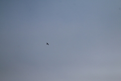 Anhinga melanogaster