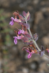Teucrium divaricatum divaricatum