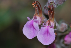 Teucrium divaricatum divaricatum