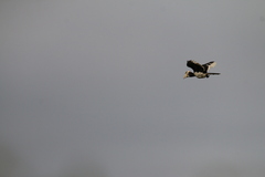 Anthracoceros coronatus