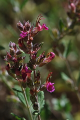 Teucrium divaricatum divaricatum