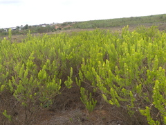 Aspalathus burchelliana