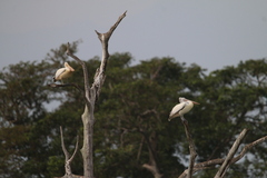 Pelecanus philippensis