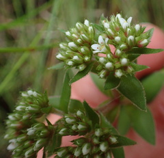 Crassula obovata