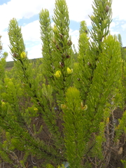 Aspalathus burchelliana