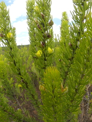 Aspalathus burchelliana