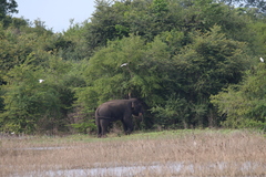 Elephas maximus maximus