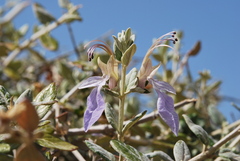 Teucrium fruticans