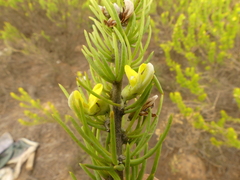 Aspalathus burchelliana