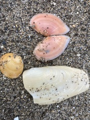 Lutraria lutraria