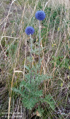 Echinops latifolius