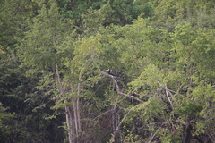 Anthracoceros coronatus