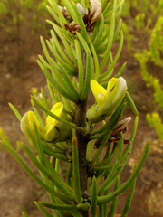 Aspalathus burchelliana