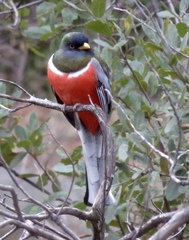 Trogon elegans