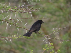 Melaenornis pammelaina