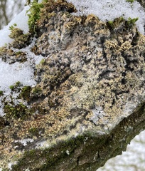 Fungi