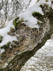 Fungi