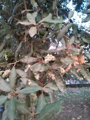 Quercus ilex