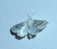 Schinia hulstia