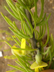 Aspalathus burchelliana