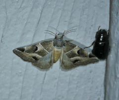 Plagiomimicus triplagiatus