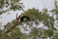 Corvus macrorhynchos