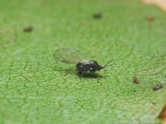 Aphidinae