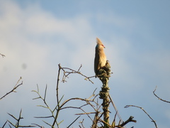 Urocolius macrourus