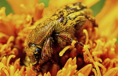 Euphoria leucographa