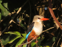 Halcyon leucocephala