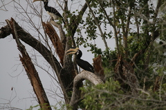 Anthracoceros coronatus