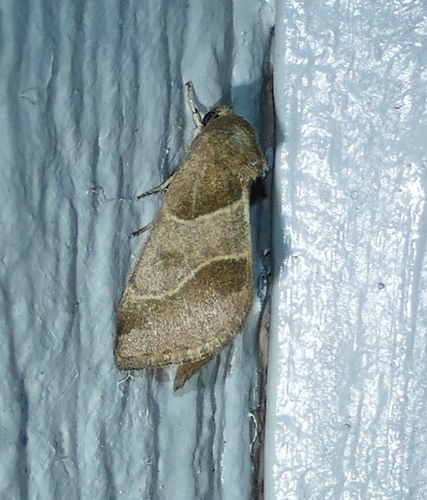 Schinia sexplagiata photo 2