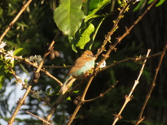 Uraeginthus bengalus