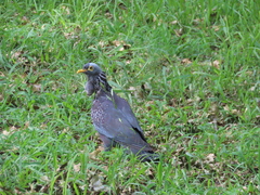 Columba arquatrix