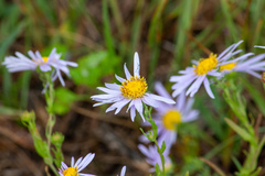 Aster biennis