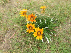 Gazania × splendens