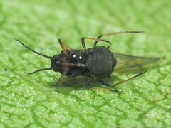 Aphidinae