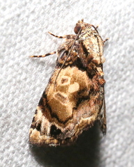 Parangitia circumcincta