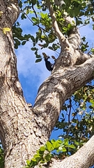 Melanerpes portoricensis