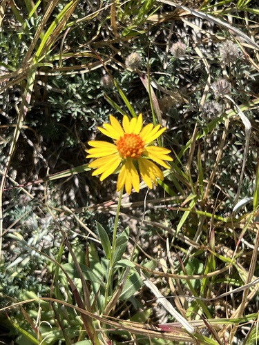 bandana daisy (Gaillardia coahuilensis)