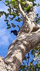 Melanerpes portoricensis