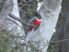 Trogon elegans