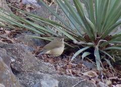 Turdus assimilis